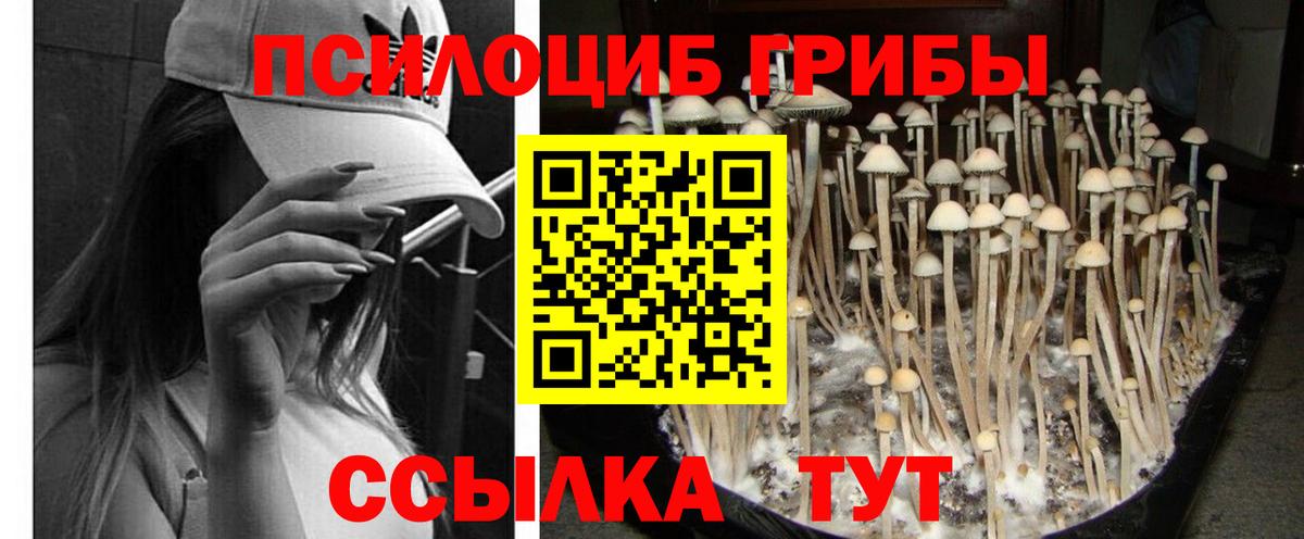 Галлюциногенные грибы прущие грибы Ростов Великий